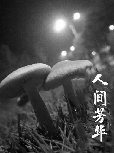 芳华绝代什么意思